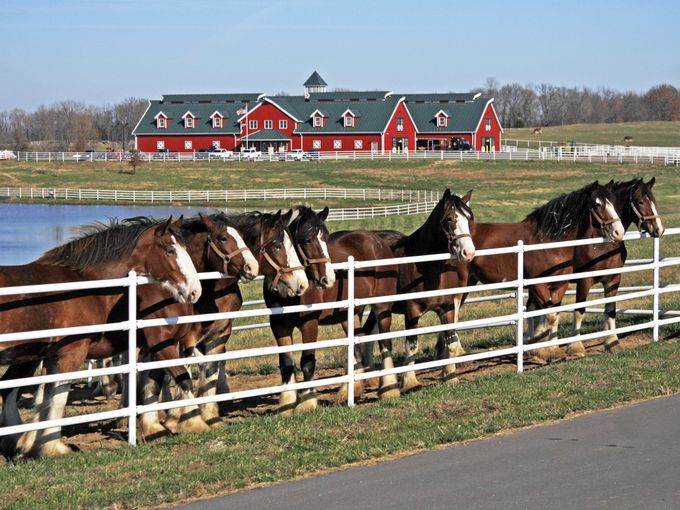 Warm Springs Ranch Horses
